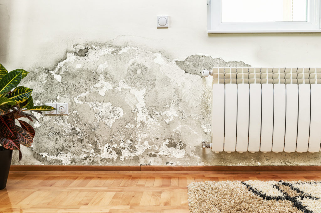 mold on wall in house