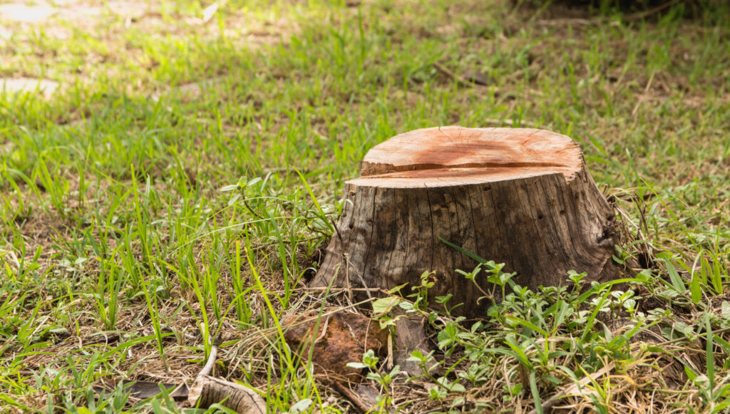 Tree Stump