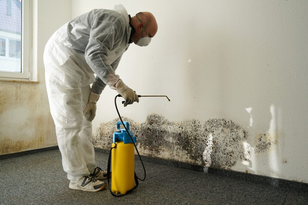 Mold Removal Services