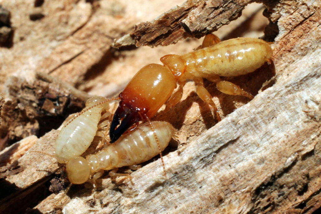 Signs of Termite Infestation in Your Home